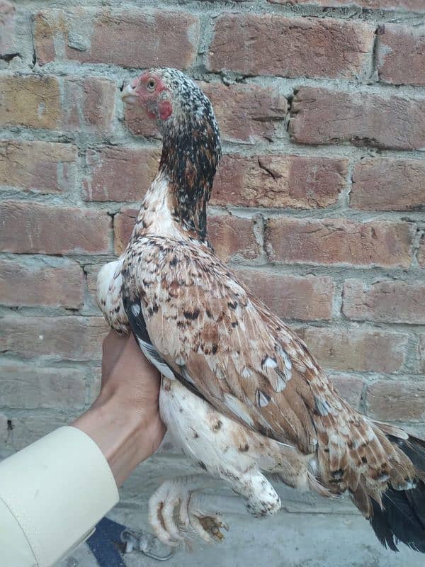 2 assel females for sale 7