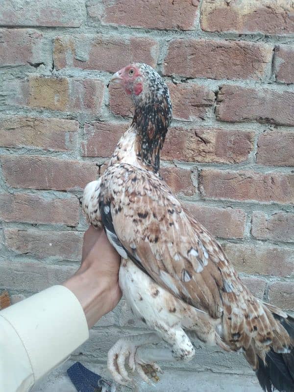 2 assel females for sale 8