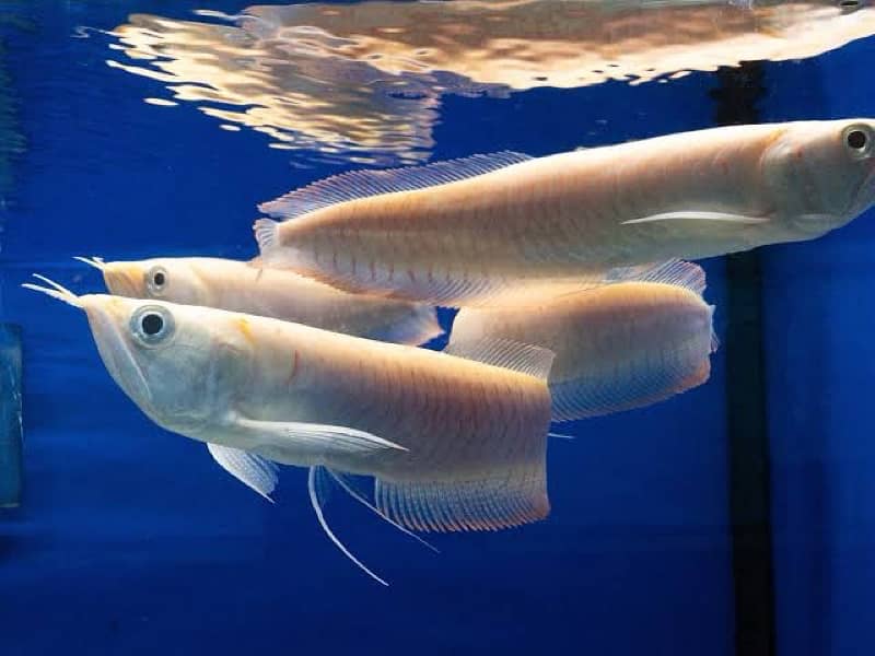 albino arowana 6 inch plus 0