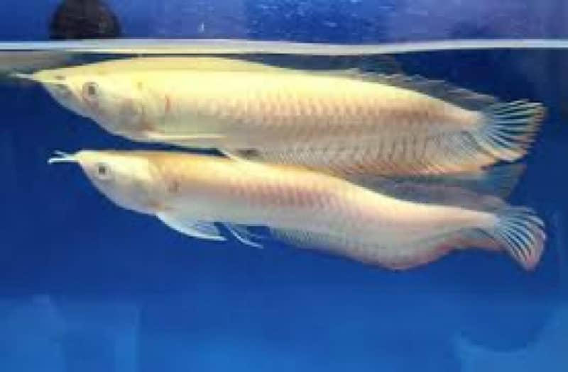 albino arowana 6 inch plus 1