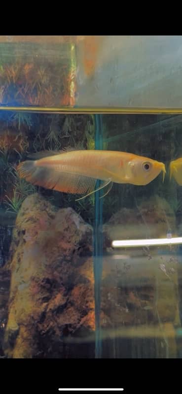 albino arowana 6 inch plus 2