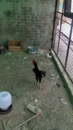 Shamo