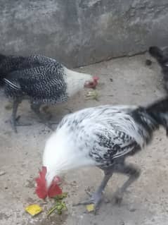 For
