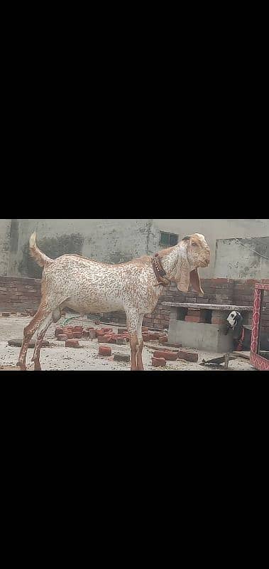 heavy and active bakra makhi cheen 0