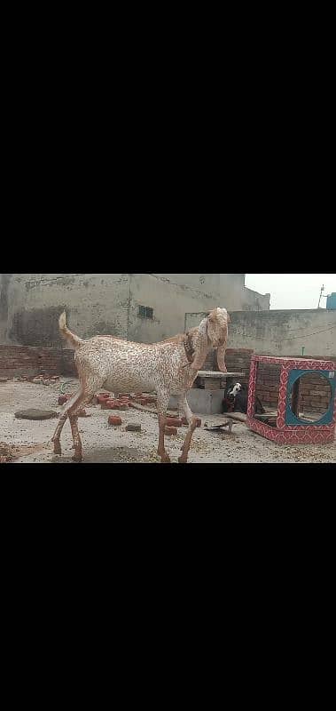 heavy and active bakra makhi cheen 1