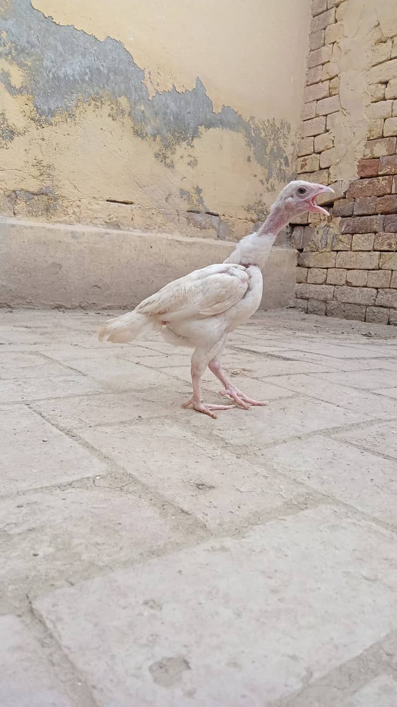 Aseeel shamoo chicks for sale 0