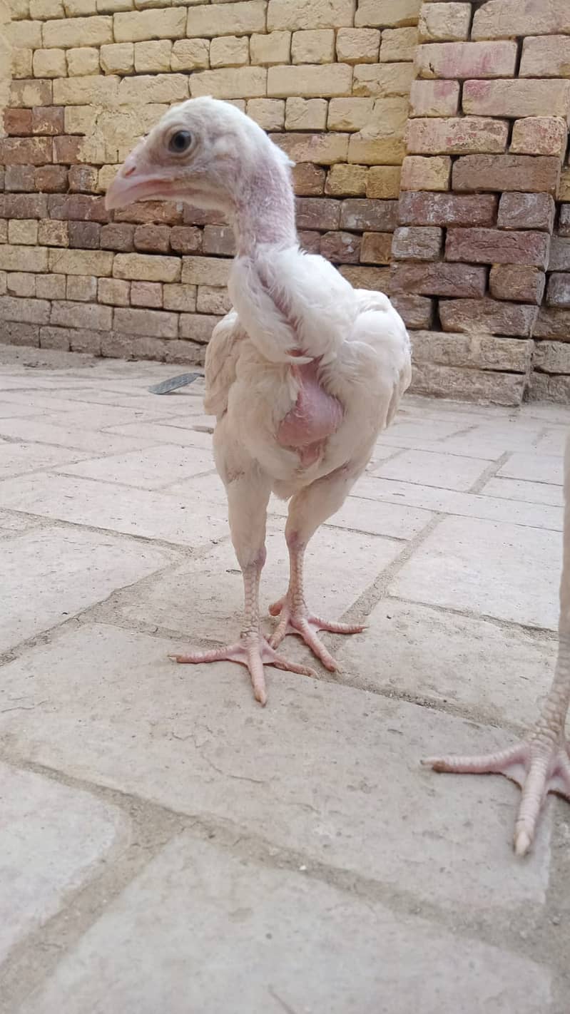 Aseeel shamoo chicks for sale 1