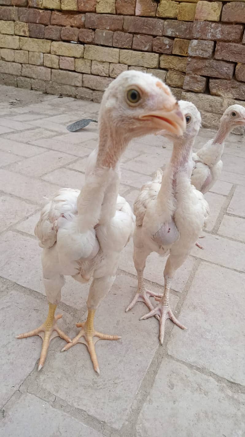 Aseeel shamoo chicks for sale 2