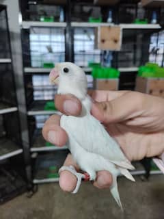 love birds setup breeder pair , chicks ,pathy bajries