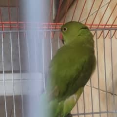 Ringneck
