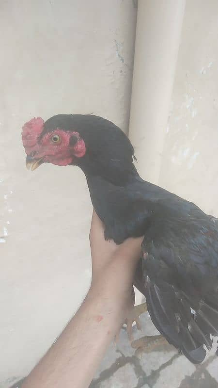 Aseel patha 0