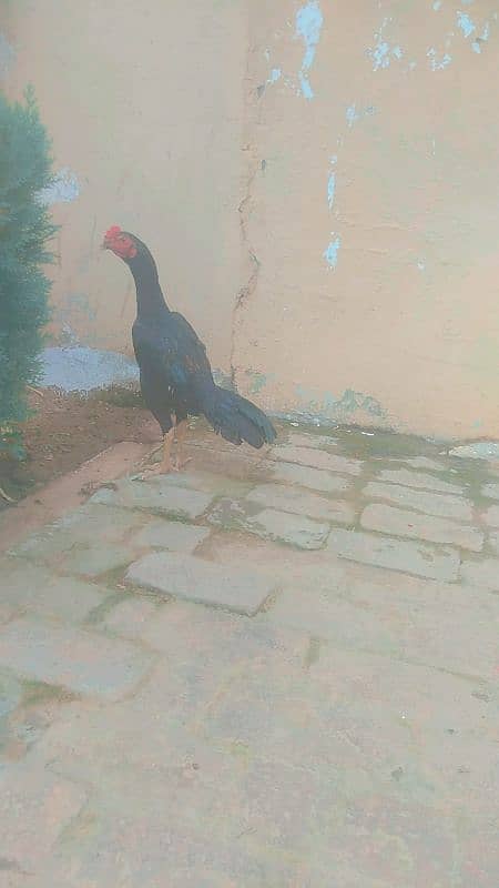 Aseel patha 1