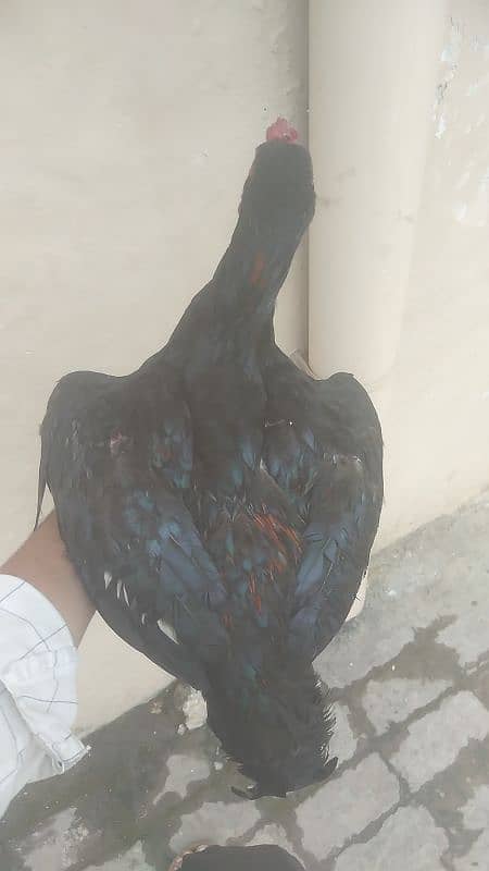 Aseel patha 3
