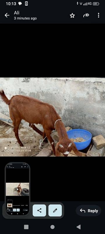 Bakri 0