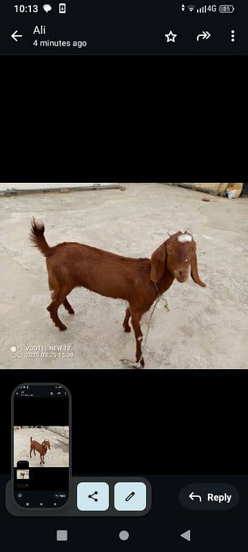 Bakri 1