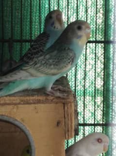 budgie for sale pair