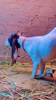 gulabi ablak bakra & kamori ajrak Bakri