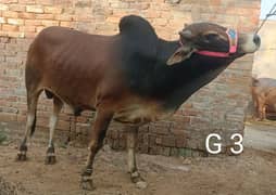 qurbani k liya janvr
