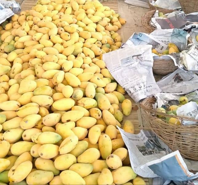 fresh mango available here 5