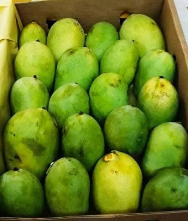 fresh mango available here 6