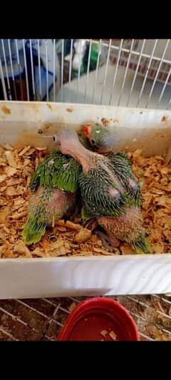 Ringneck