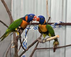 red collar chicks /lorry parrot /Lorikeet /Rainbow bird's /parrot chic
