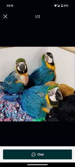 blue macaw parrot checks for sale 0328=2972=534