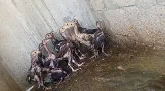 Hens chiks
