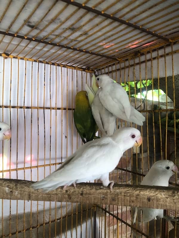 Lovebird pathay for sale, Location Bahawalpur , contact 03077965568 9