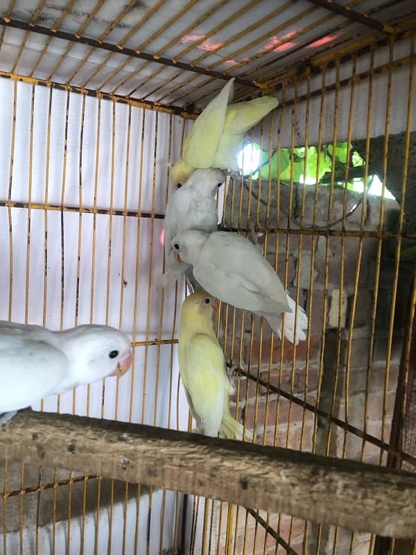Lovebird pathay for sale, Location Bahawalpur , contact 03077965568 10