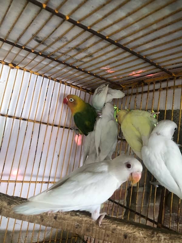 Lovebird pathay for sale, Location Bahawalpur , contact 03077965568 11