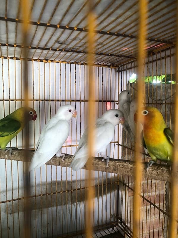 Lovebird pathay for sale, Location Bahawalpur , contact 03077965568 12