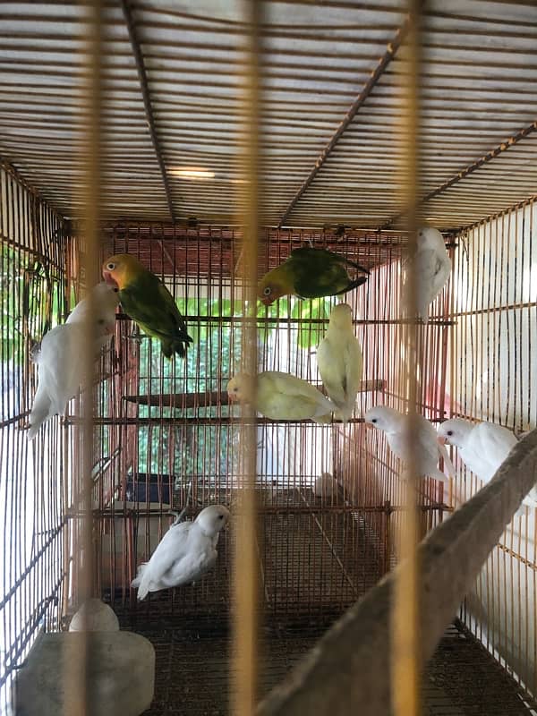 Lovebird pathay for sale, Location Bahawalpur , contact 03077965568 13