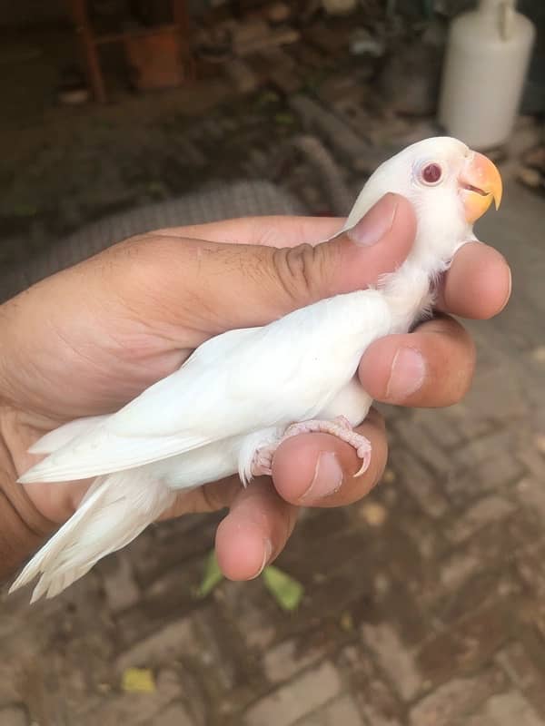Lovebird pathay for sale, Location Bahawalpur , contact 03077965568 1