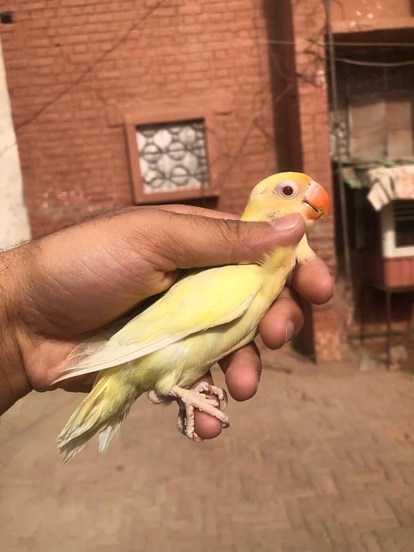 Lovebird pathay for sale, Location Bahawalpur , contact 03077965568 0