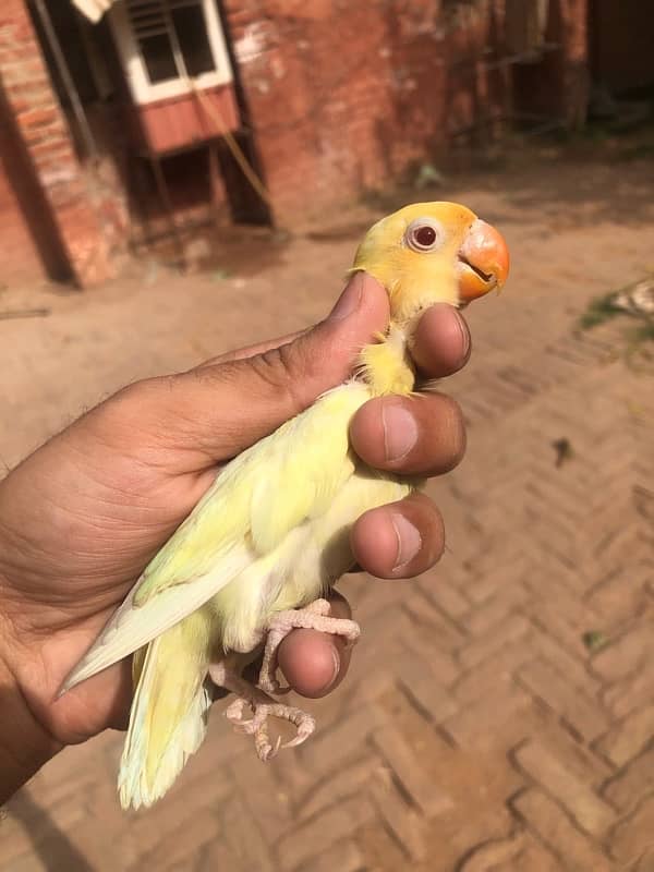 Lovebird pathay for sale, Location Bahawalpur , contact 03077965568 6