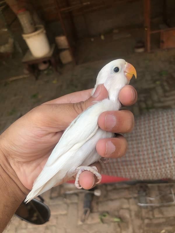 Lovebird pathay for sale, Location Bahawalpur , contact 03077965568 2