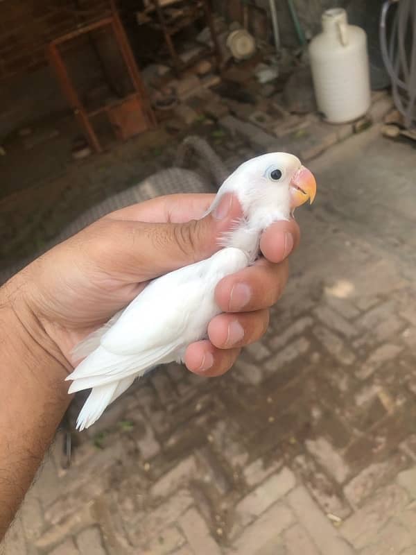 Lovebird pathay for sale, Location Bahawalpur , contact 03077965568 3