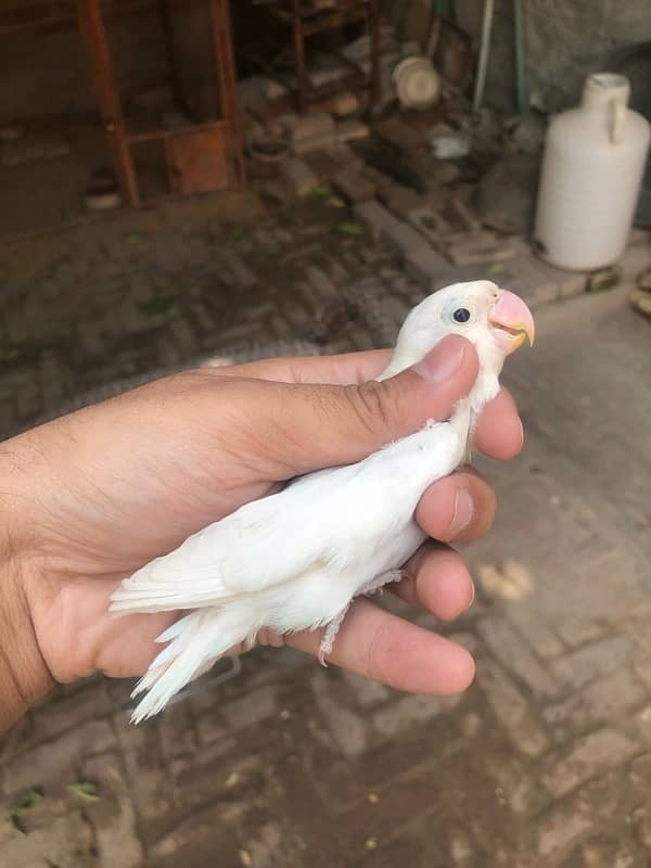 Lovebird pathay for sale, Location Bahawalpur , contact 03077965568 5