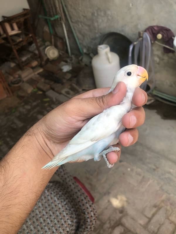 Lovebird pathay for sale, Location Bahawalpur , contact 03077965568 7