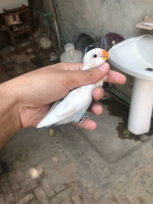 Lovebird pathay for sale, Location Bahawalpur , contact 03077965568 8
