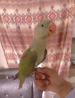 Male parrot / Parrots / parrot for sale / طوطے