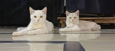 Persian