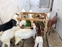 Qurbani