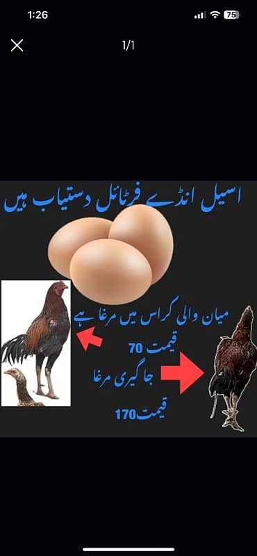aseel eggs 0