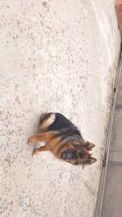 German