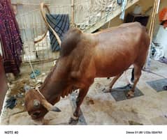 bachra for sale 6.5 man