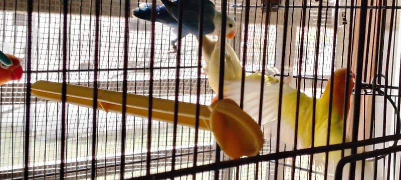 lutino colony, palefallows and gouldians 2