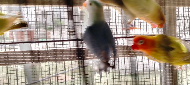 lutino colony, palefallows and gouldians 3