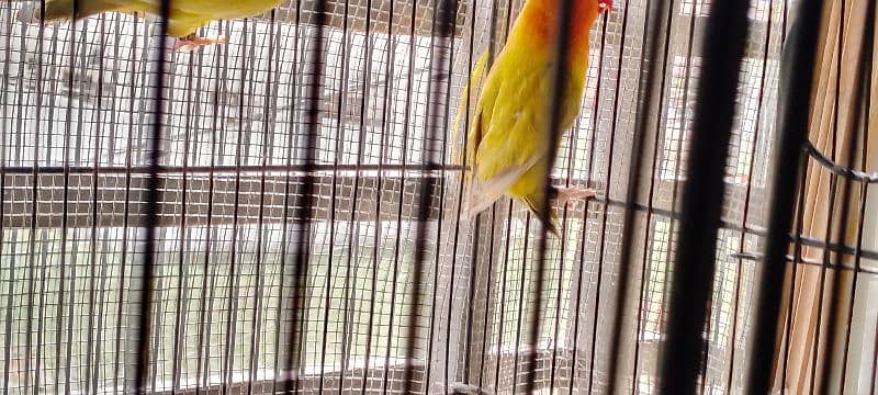lutino colony, palefallows and gouldians 4